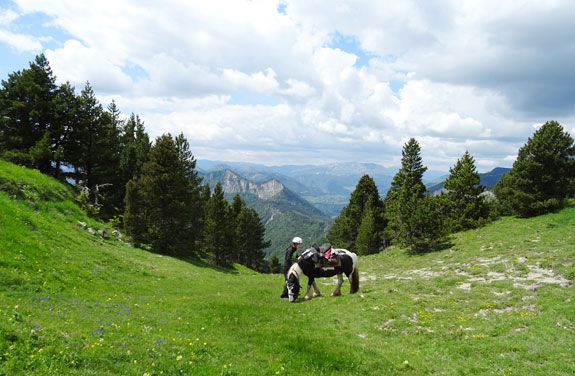 randonnée à cheval dans les Hautes Alpes jolie vue