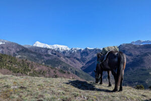 Randonnée équestre en montagne dans les Hautes-Alpes