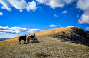 pause - randonnée équestre en montagne dans les Hautes Alpes