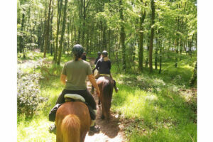 Week-end cheval en forêt de Fougères – Bretagne