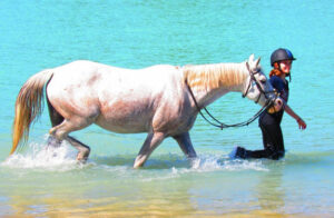 baignade cheval en Gironde colonie