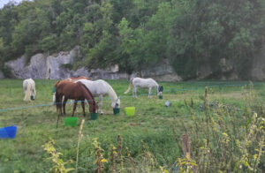 chevaux de la randos ados en touraine