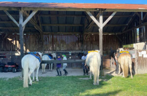 préparation des chevaux de la rando ados en touraine